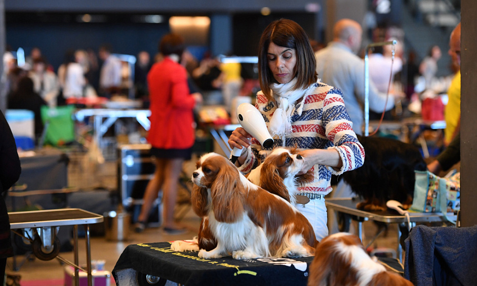 Animalerie Florissante Avec Toilettage À Red Deer À Vendre 1