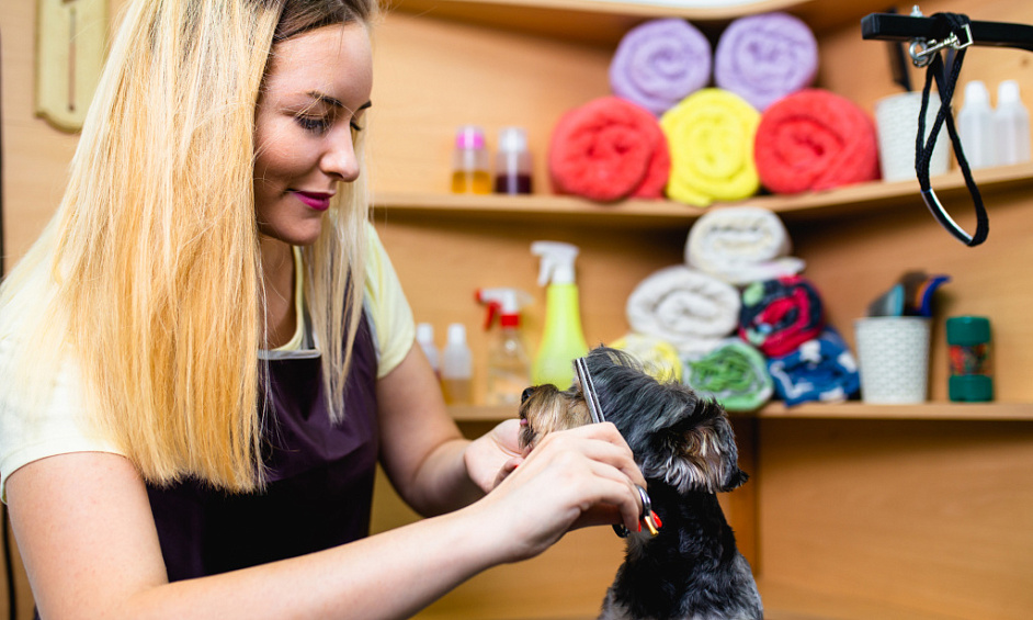 Boutique spécialisée pour animaux rentable avec service de toilettage - Calgary À vendre 1