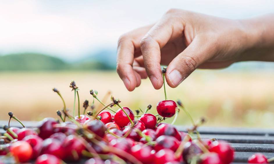 Certified Cherry Orchard Farm In Keremeos For Sale 1
