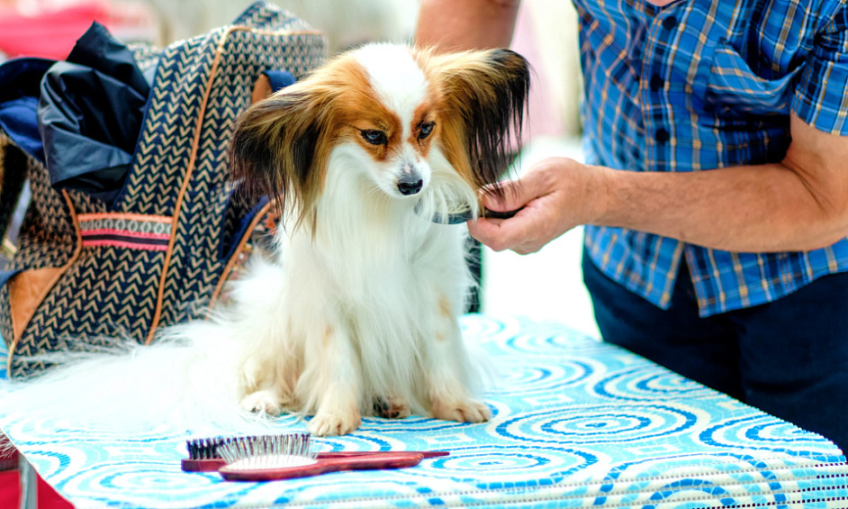 Thriving Dog Grooming Business In Halton For Sale 1