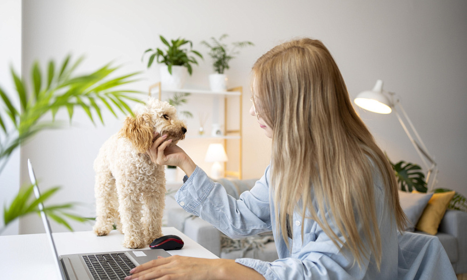 Entreprise D'Animaux De Compagnie Rentable Toilettage En Ligne Et Hors Ligne À Toronto À Vendre 1