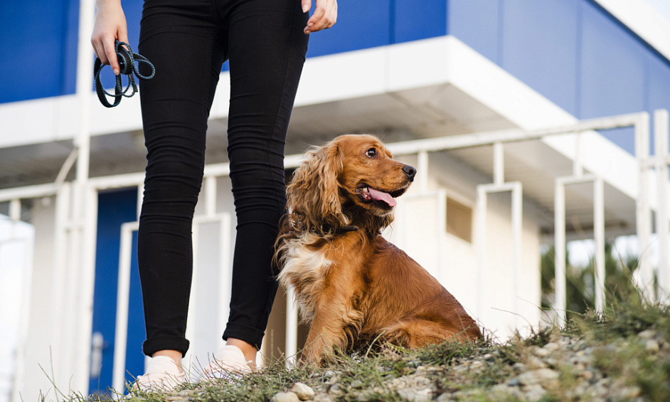 Well Established Dog Boarding Kennel In Lethbridge For Sale 1